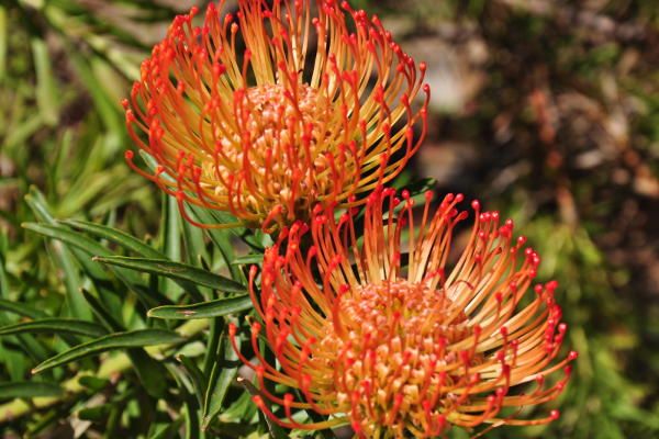 Botanical Park & Gardens of Crete