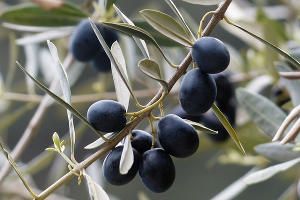 Olive tree on Crete