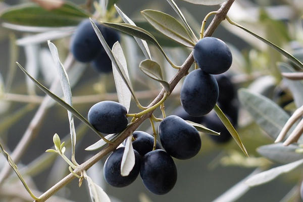 The Olive Harvest on Crete