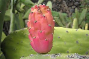Prickly pear on Crete