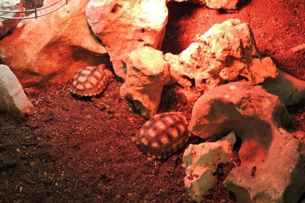 Reptisland Melidoni Kreta